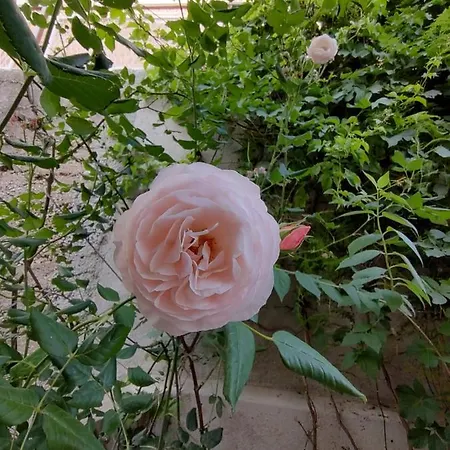 Udobna Soba Za Dvoje Affittacamere Hvar Town